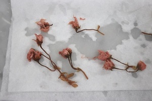 桜の花の塩抜きキッチンペパー